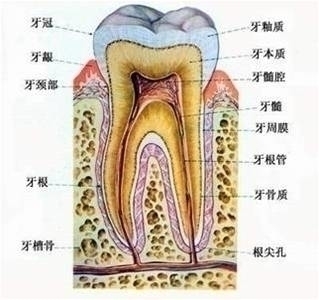 牙冠部,牙颈部 ,牙根部 ,牙釉质 ,牙本质 ,牙髓 ,牙骨质